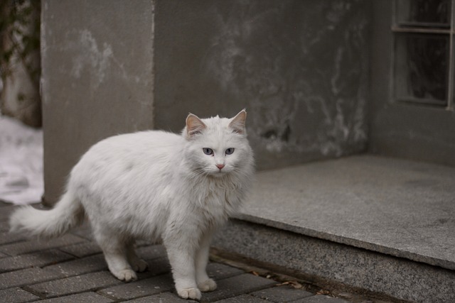 白猫の夢
